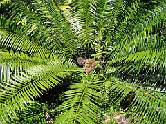 CairnsTC023 Jardin Botanique 023